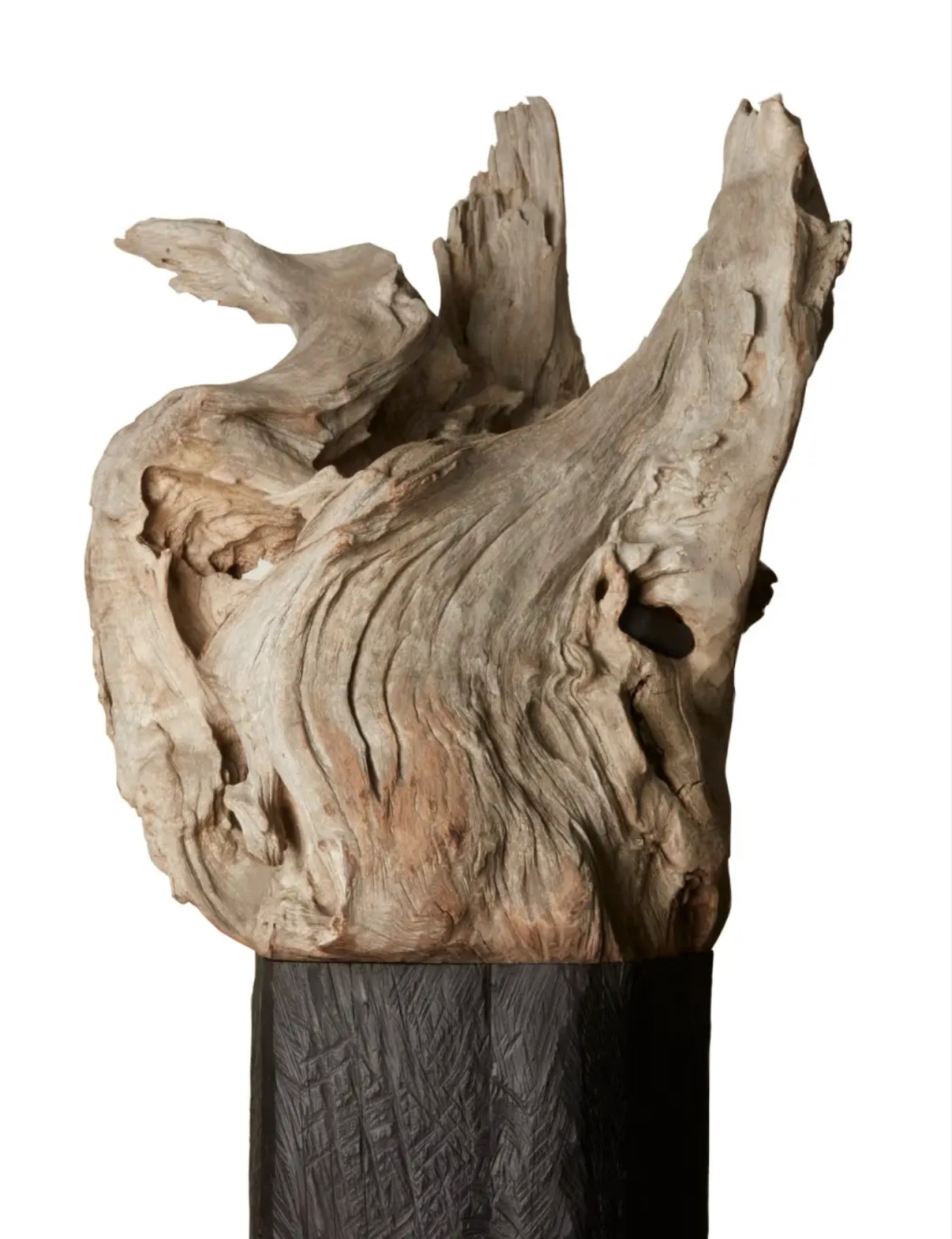 Le Minotaure — buste naturel en bois d'olivier