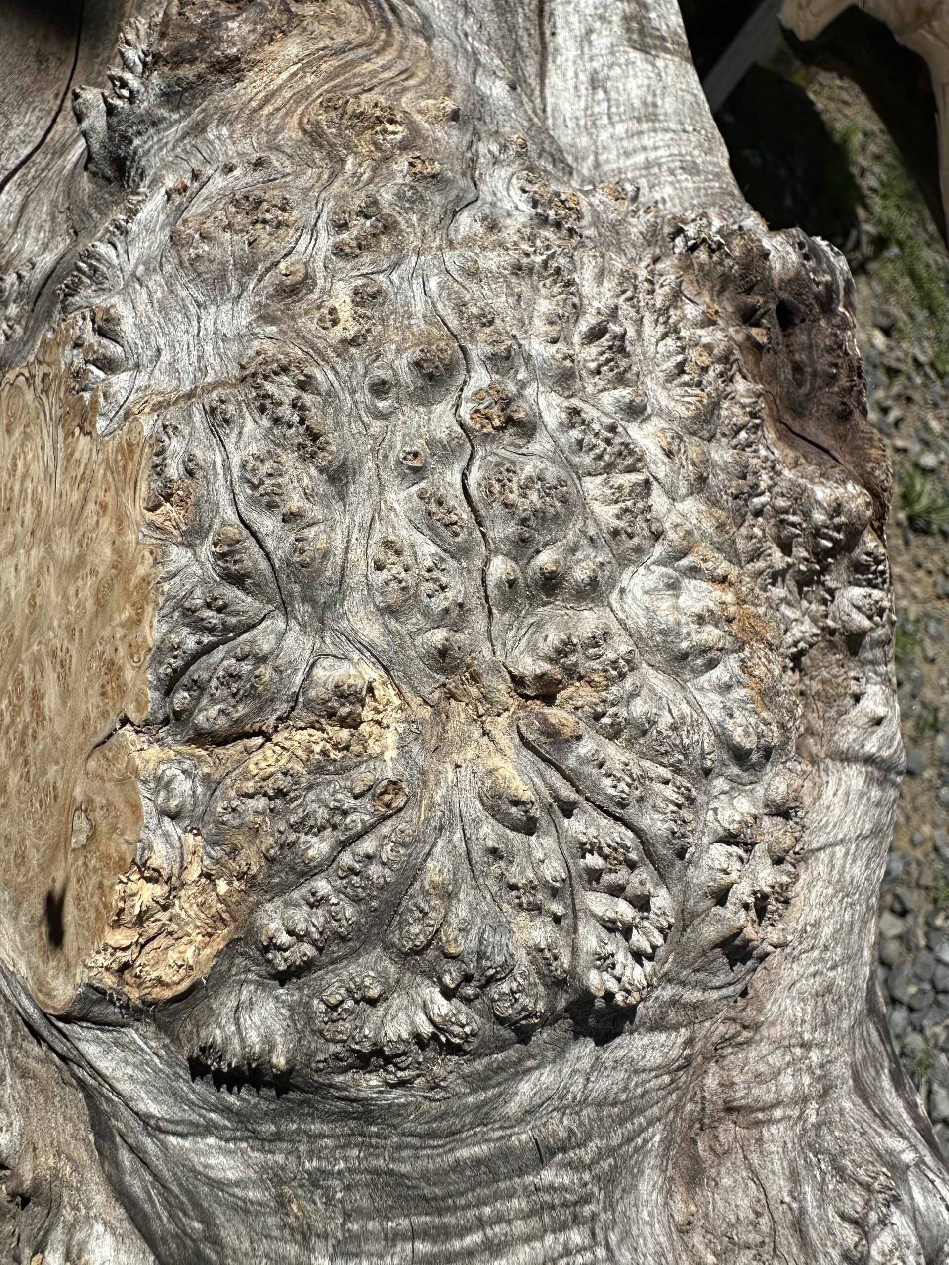 Orme en atelier &mdash; fragment du tronc
